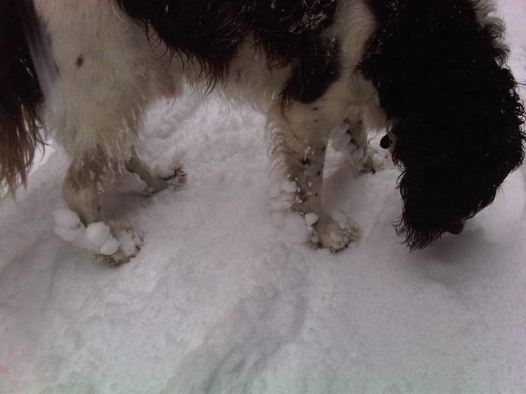 snowjan10feet.jpg